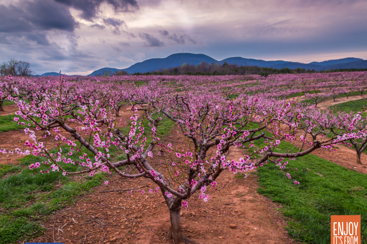 European canned peaches , from the land to your plate